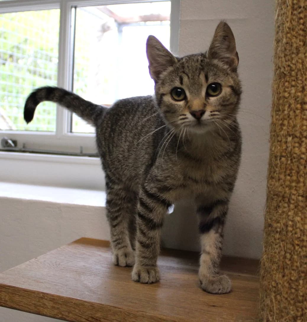 Ed, male puppy Mixed Breed Cat for adoption at Kattens Vaern, Kattens Vaern