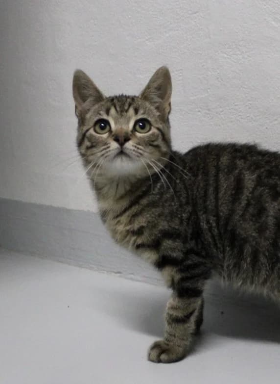Eddy, male puppy Mixed Breed Cat for adoption at Kattens Vaern, Kattens Vaern