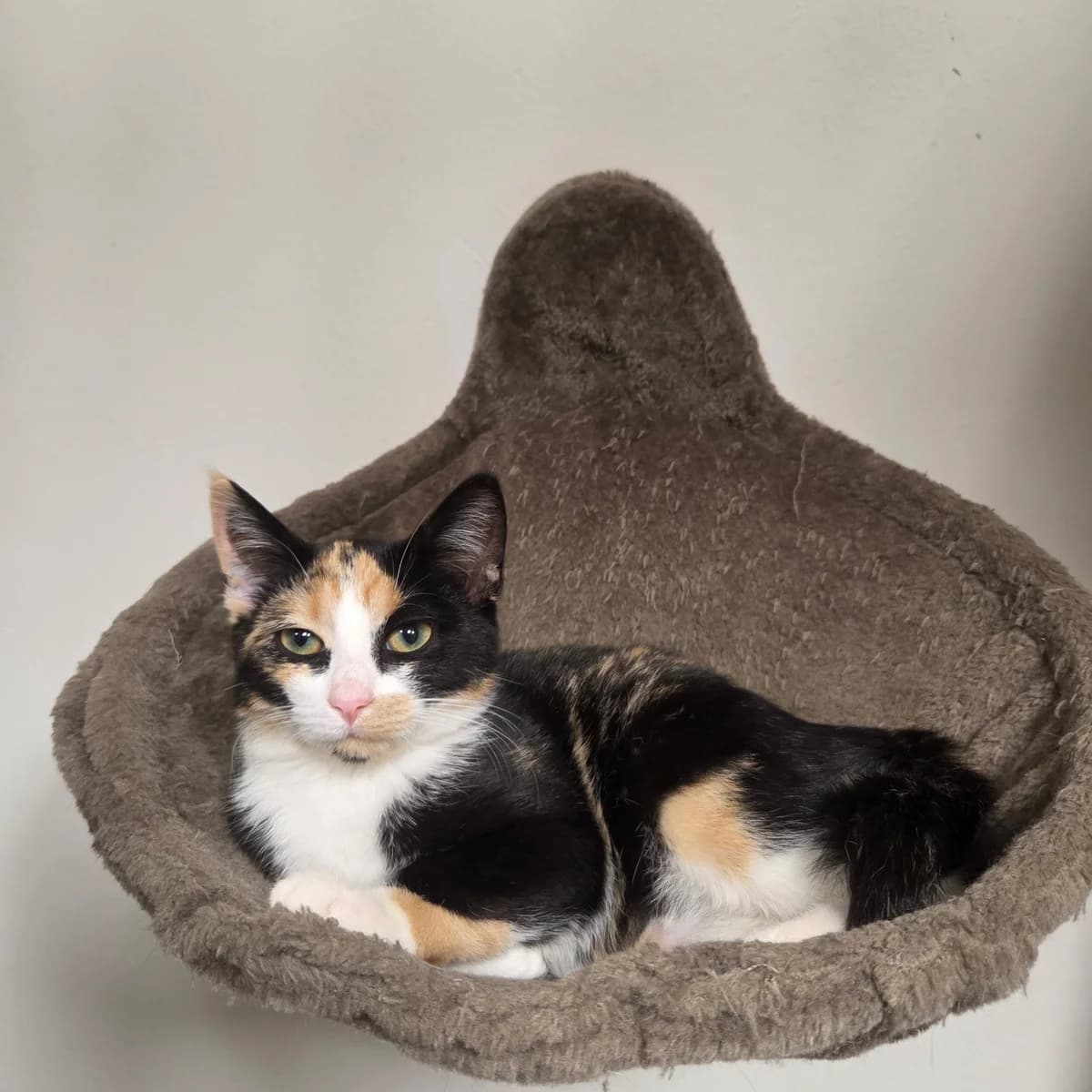 Ninna, female puppy Mixed Breed Cat for adoption at Kattens Vaern, Kattens Vaern