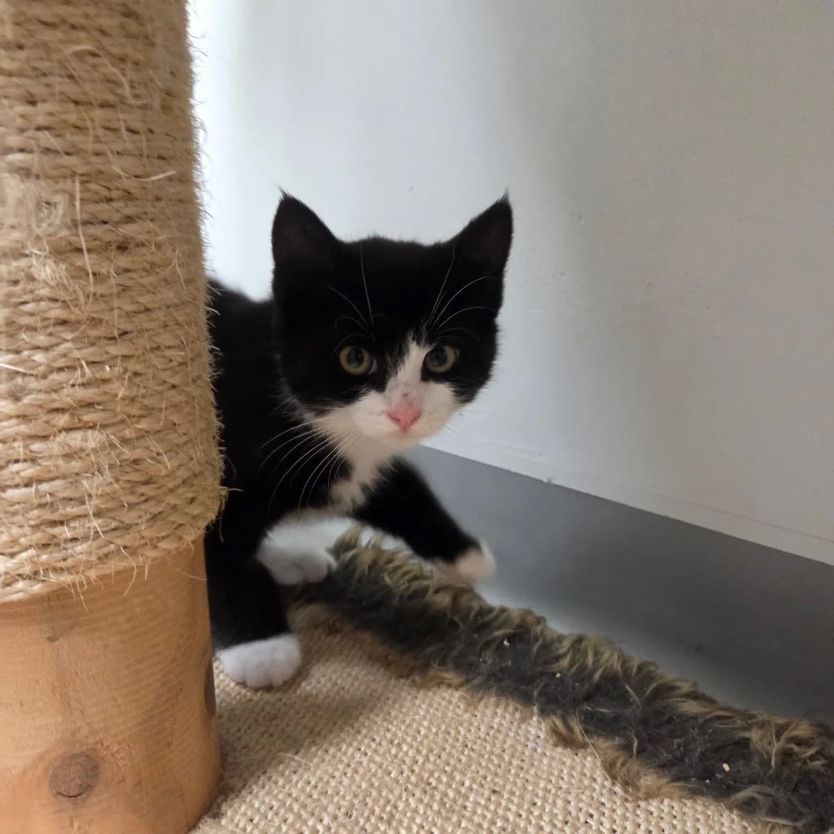 Flemming, male puppy Mixed Breed Cat for adoption at Kattens Vaern, Kattens Vaern