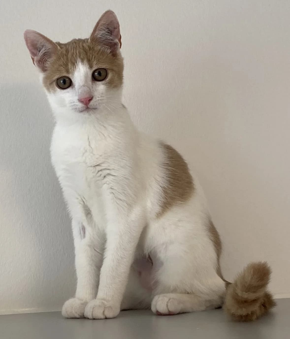 Fern, female puppy Mixed Breed Cat for adoption at Kattens Vaern, Kattens Vaern