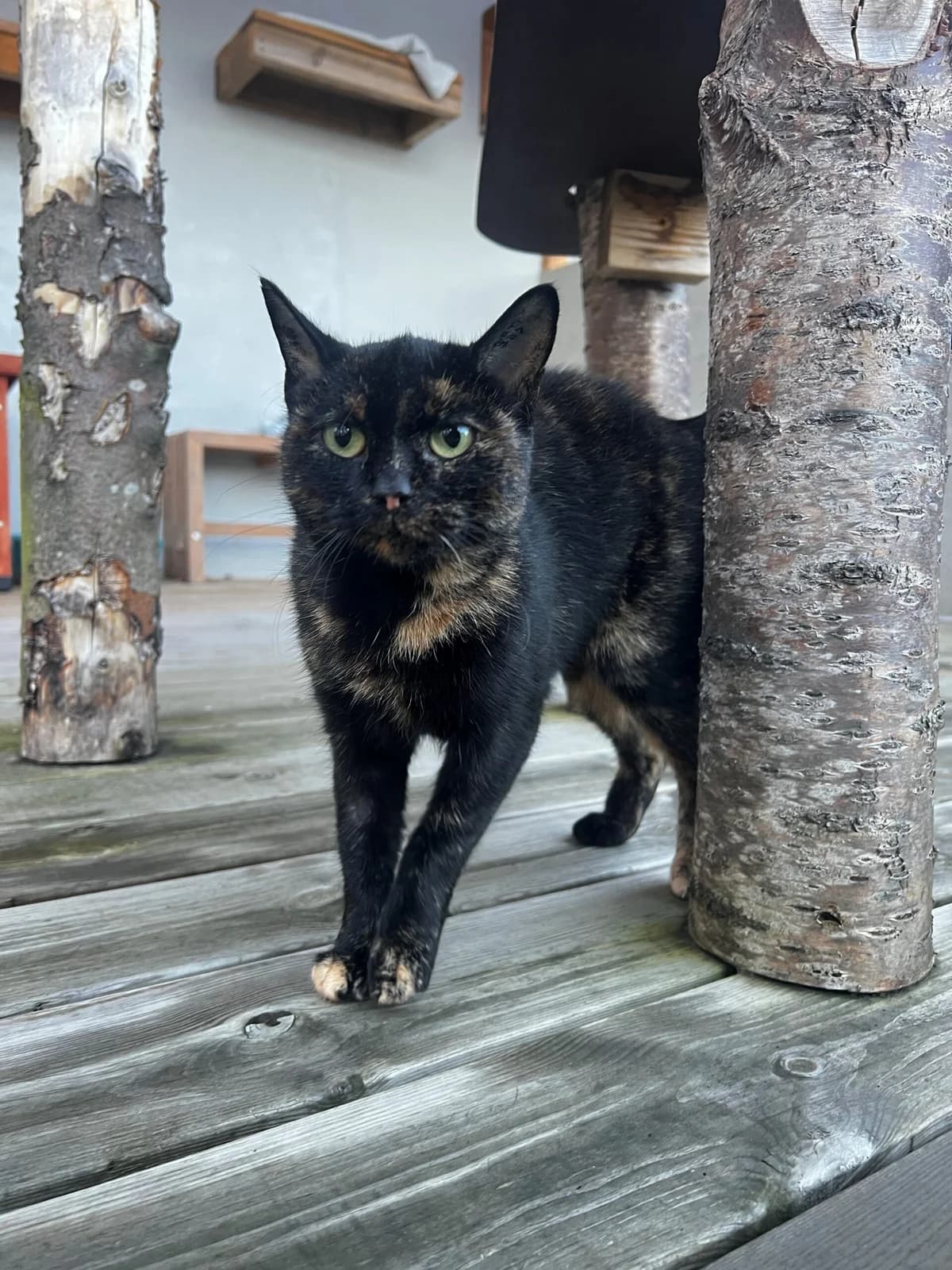 Ramen, female 3yo Mixed Breed Cat for adoption at Kattens Vaern, Kattens Vaern