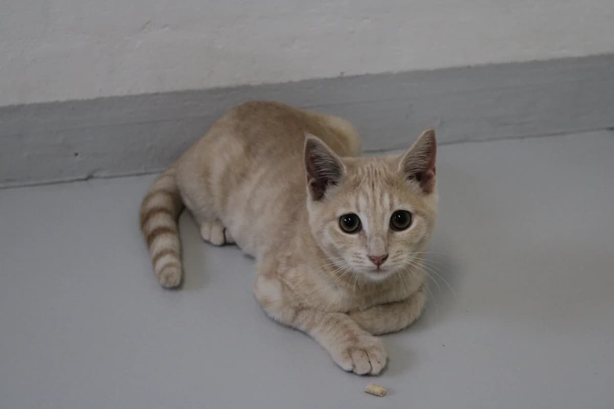 Rudi, female puppy Mixed Breed Cat for adoption at Kattens Vaern, Kattens Vaern