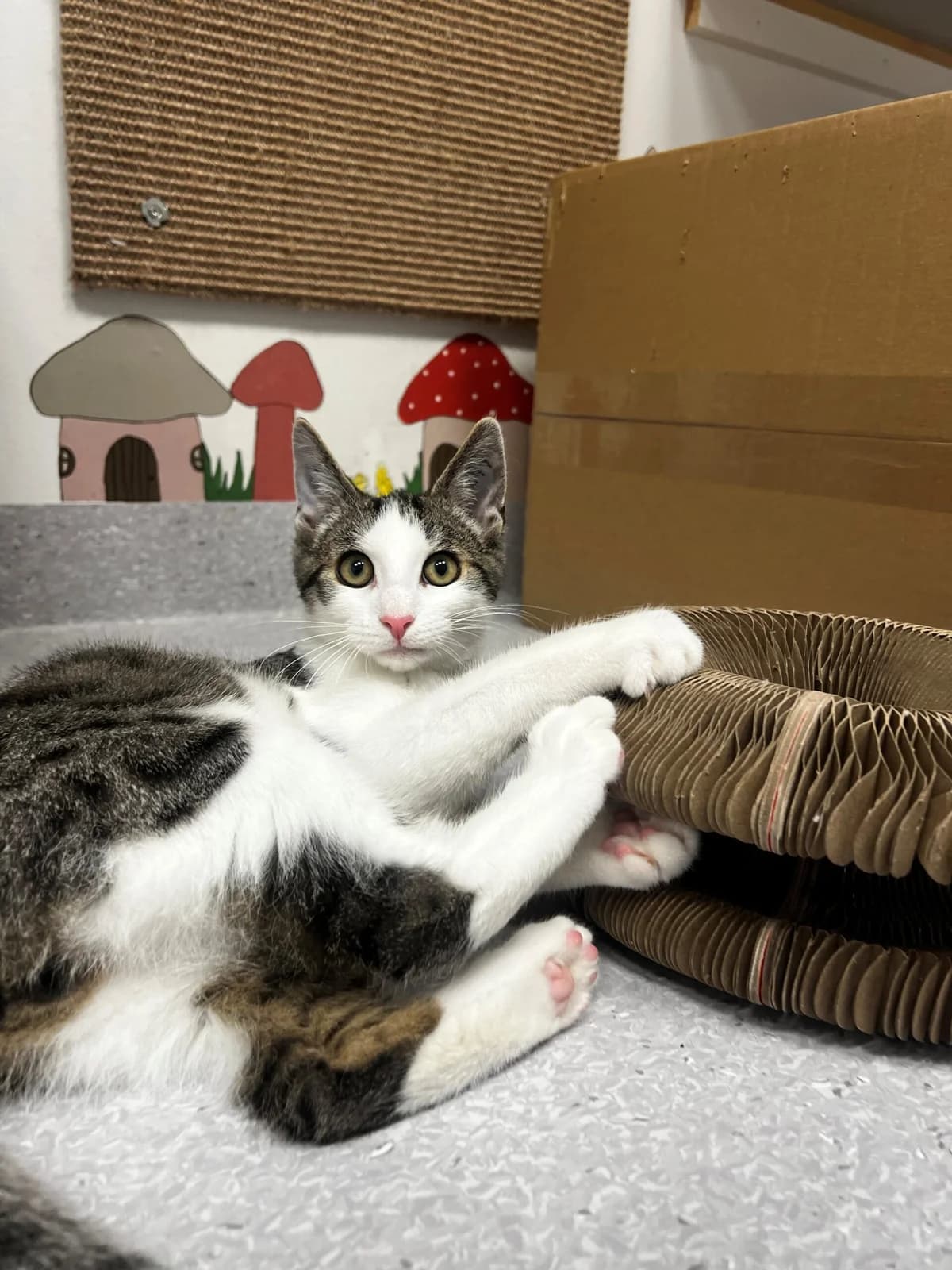 Gunner, male puppy Mixed Breed Cat for adoption at Kattens Vaern, Kattens Vaern