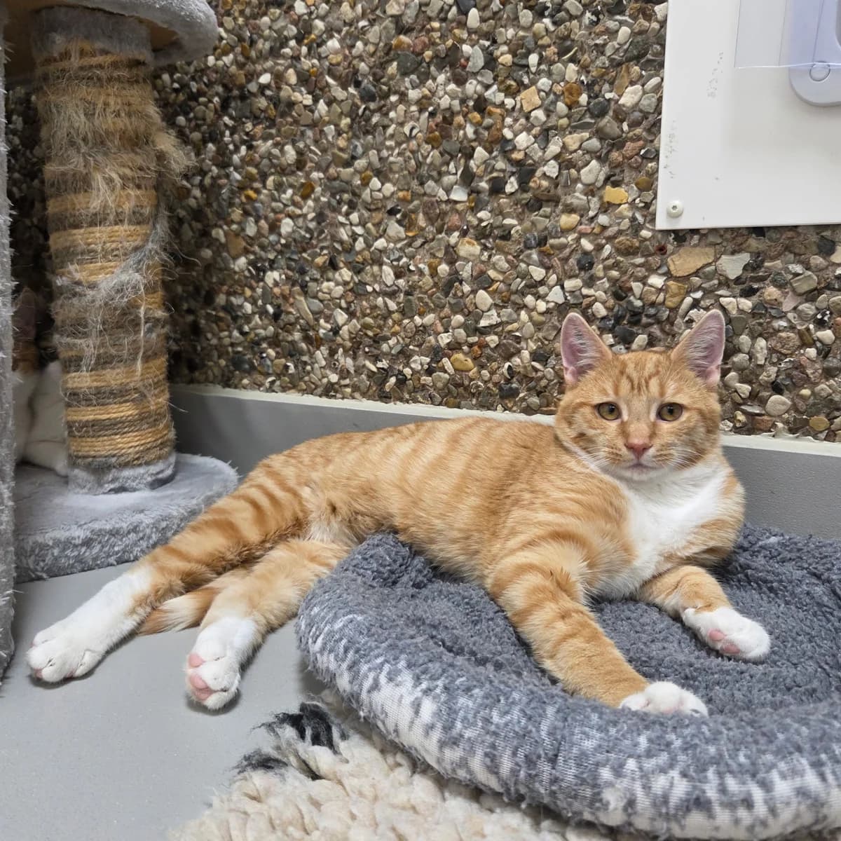 Haiti, young mixed breed for adoption at Kattens Vaern, Kattens Vaern