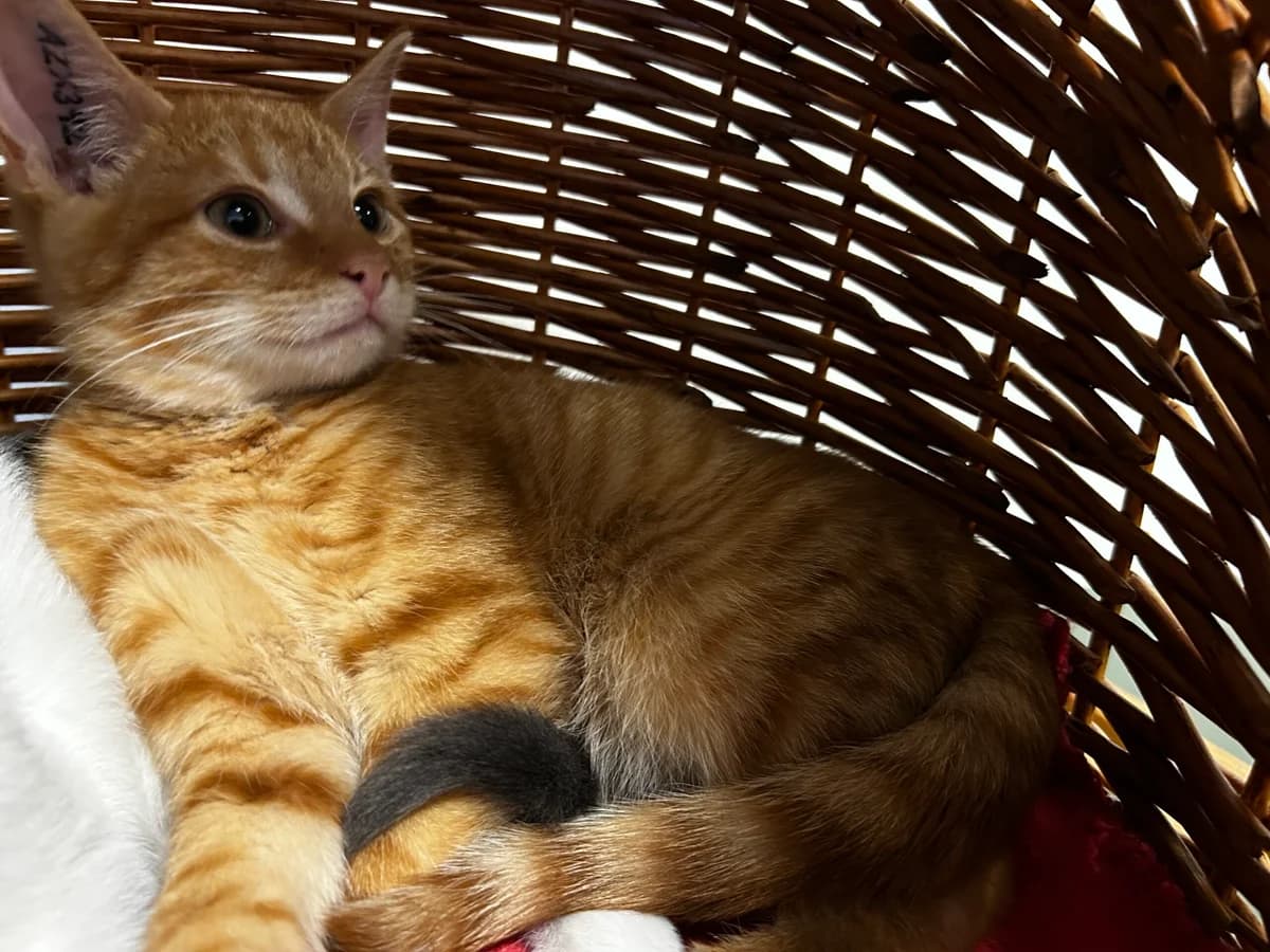 Mars, male puppy Mixed Breed Cat for adoption at Kattens Vaern, Kattens Vaern