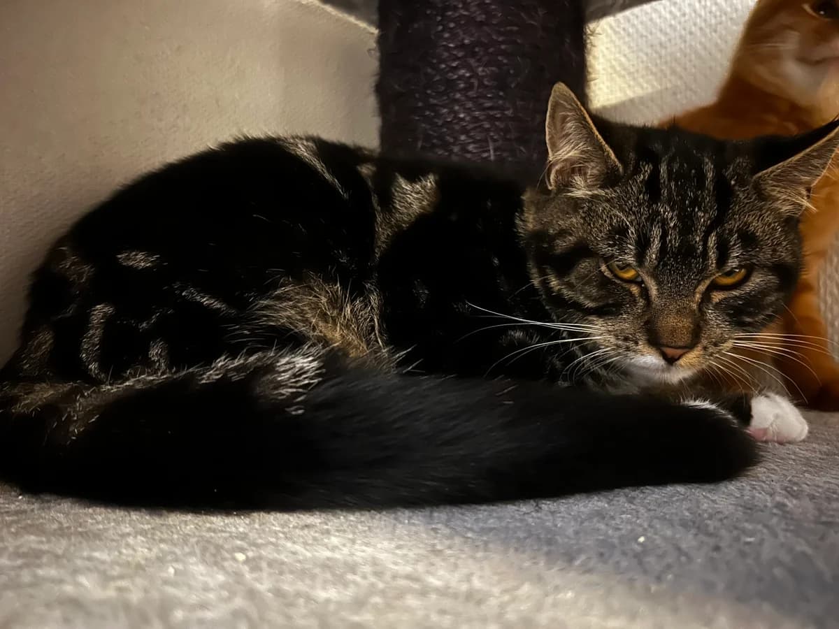 Comet, male puppy Mixed Breed Cat for adoption at Kattens Vaern, Kattens Vaern