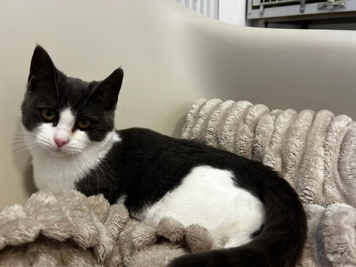 Pixie, puppy Mixed Breed Cat for adoption at Kattens Vaern, Kattens Vaern
