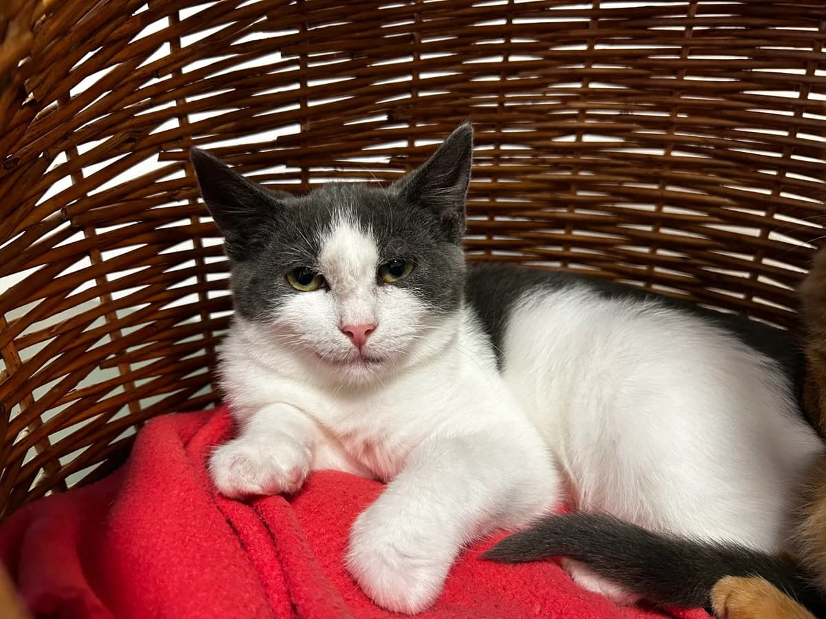 Puck, male puppy Mixed Breed Cat for adoption at Kattens Vaern, Kattens Vaern