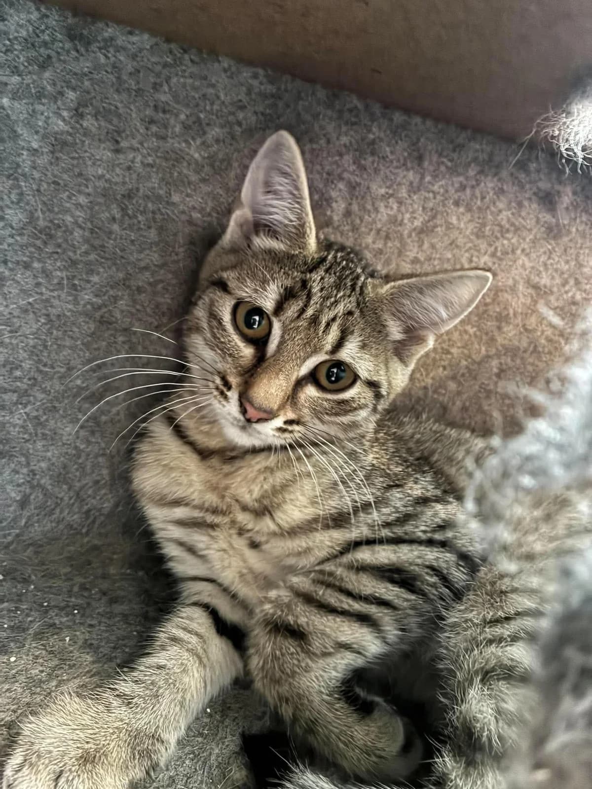 krims og krams, Mixed Breed for adoption at MinVenKatten, Hobro / Odder