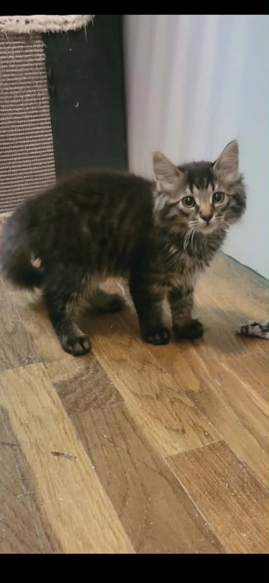 alfa, senior Mixed Breed for adoption at MinVenKatten, Hobro / Odder