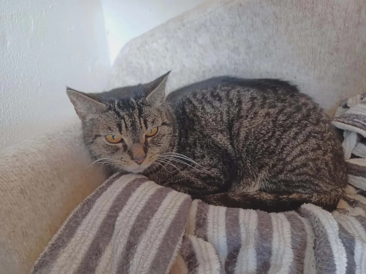 Anna, female Mixed Breed for adoption at MinVenKatten, Hobro / Odder