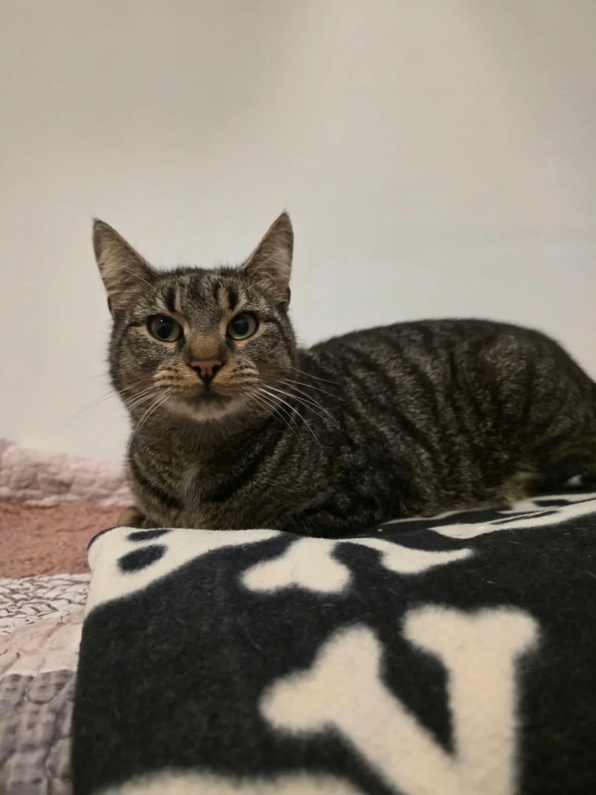 Batman, female young Mixed Breed for adoption at MinVenKatten, Hobro / Odder