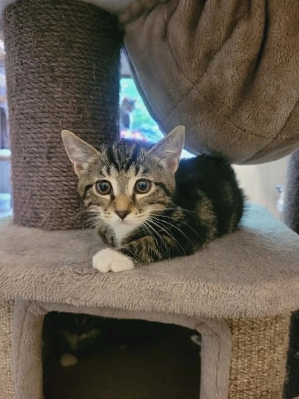 betti, senior Mixed Breed for adoption at MinVenKatten, Hobro / Odder