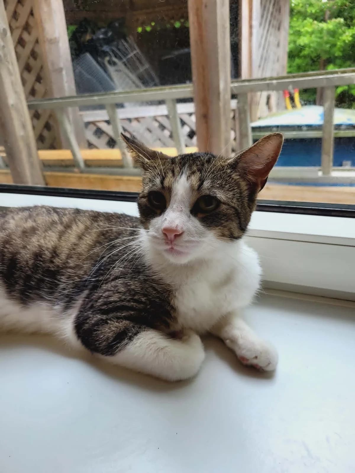 Anna, female Mixed Breed for adoption at MinVenKatten, Hobro / Odder