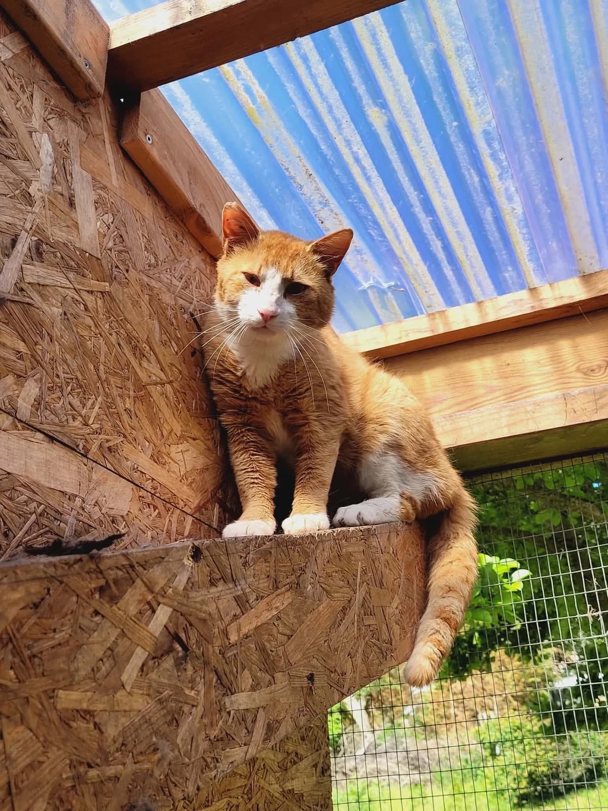 Hannibal, male young Mixed Breed for adoption at MinVenKatten, Hobro / Odder