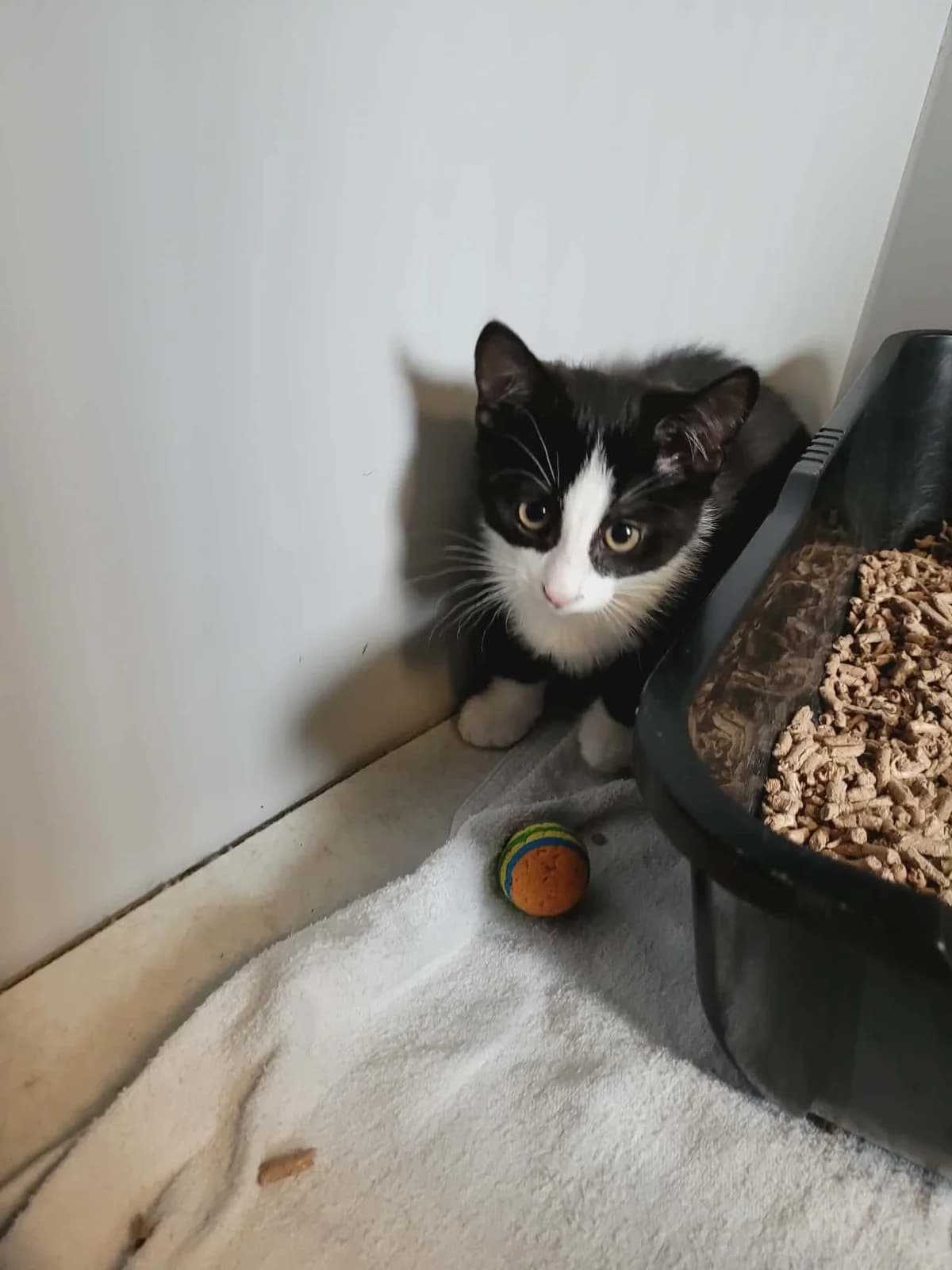 killinger, Mixed Breed for adoption at MinVenKatten, Hobro / Odder