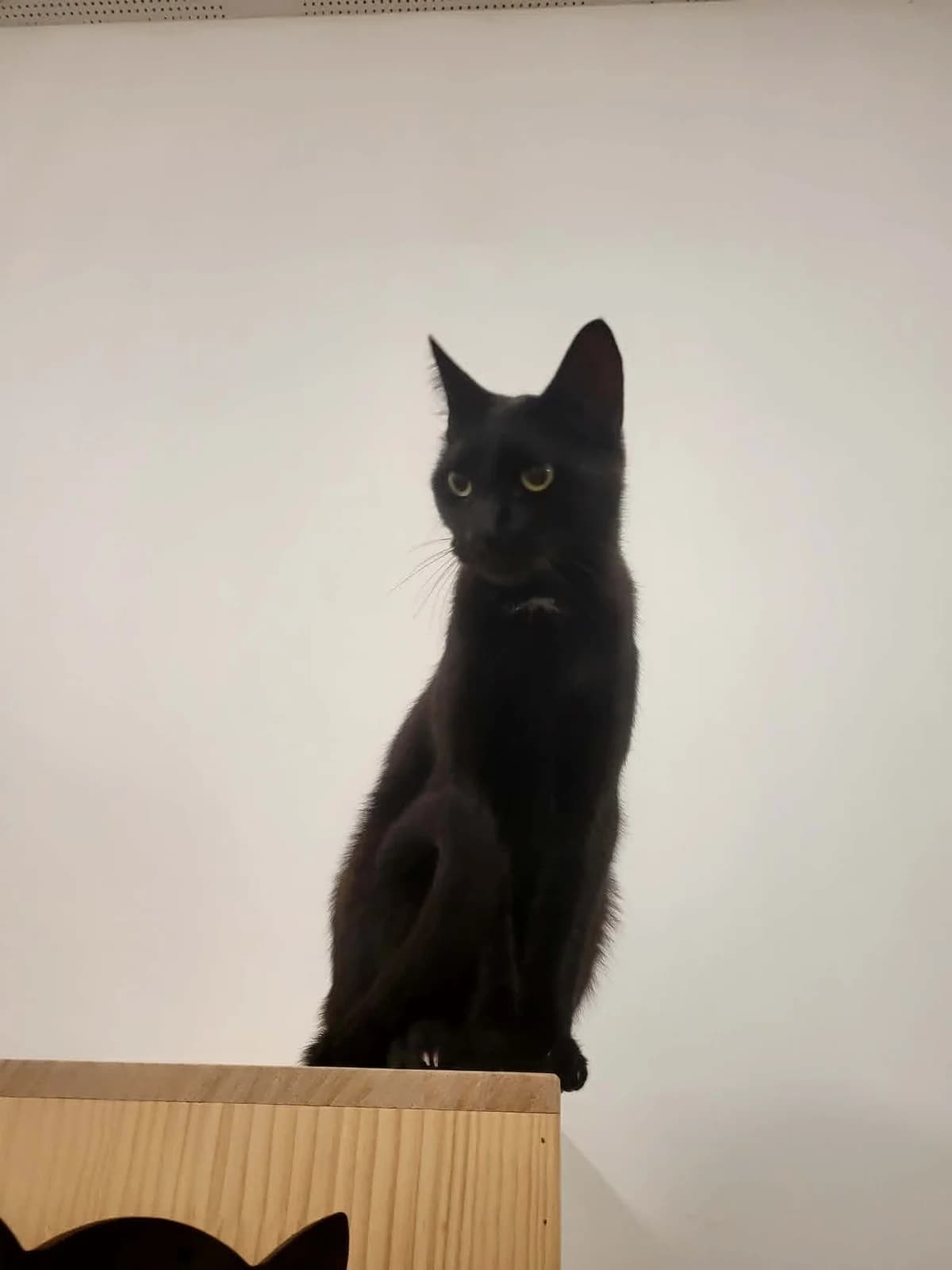 lucifer, female Mixed Breed for adoption at MinVenKatten, Hobro / Odder