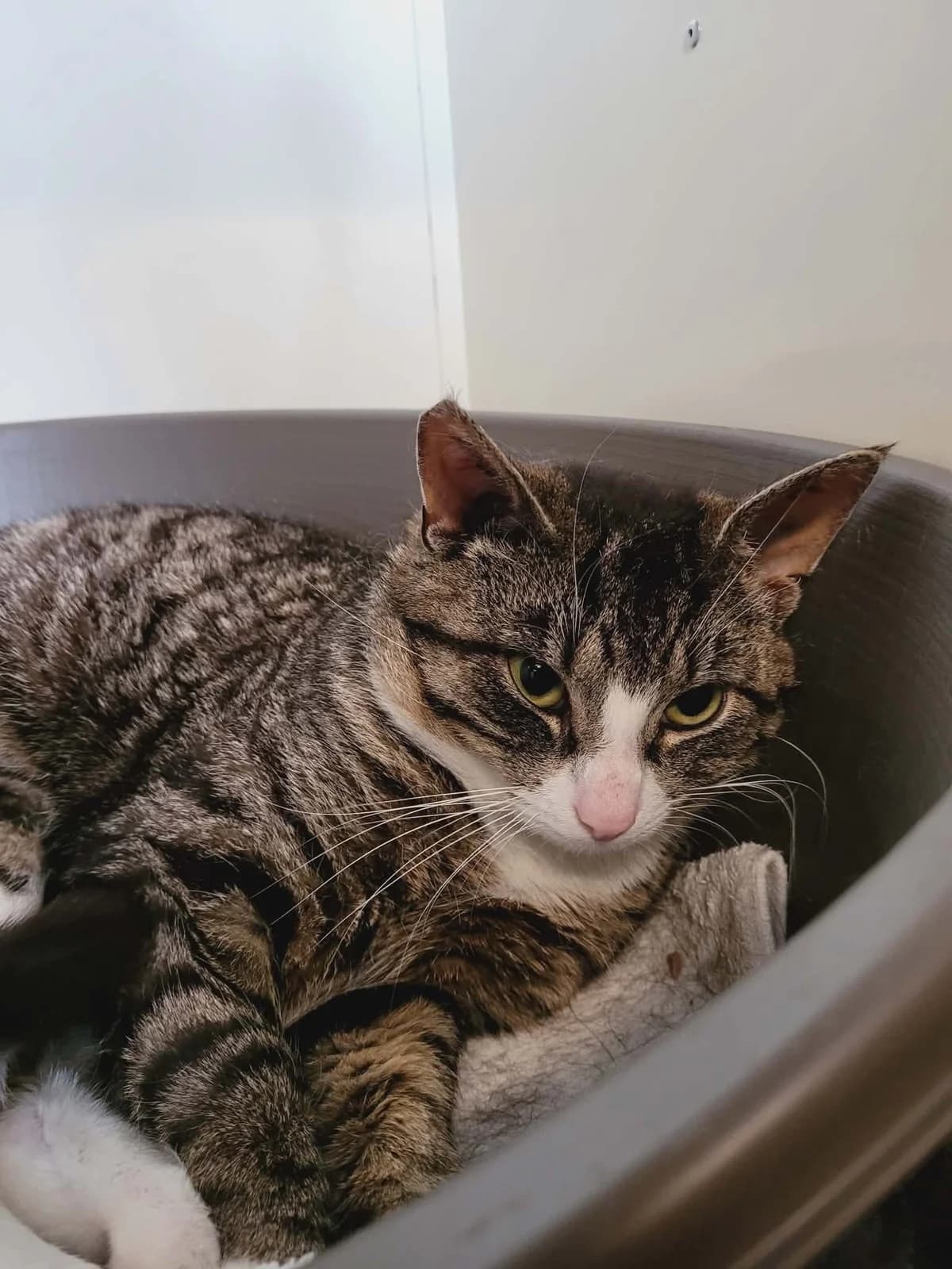 Manse, male Mixed Breed for adoption at MinVenKatten, Hobro / Odder