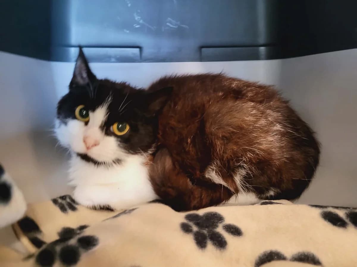 Mis, female young Mixed Breed for adoption at MinVenKatten, Hobro / Odder