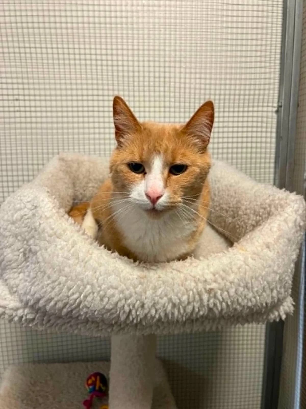 Simba og Nala, Mixed Breed for adoption at MinVenKatten, Hobro / Odder