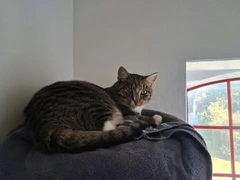 tellu, female 3yo Mixed Breed for adoption at MinVenKatten, Hobro / Odder