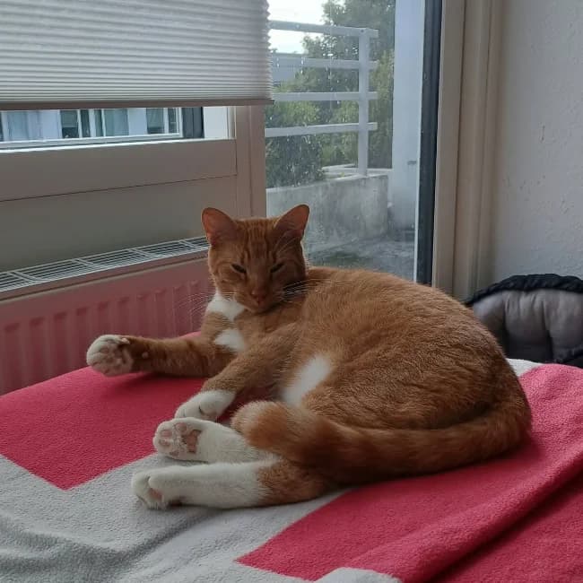 Cutie, male young Mixed Breed for adoption at Forening Ni-Liv, Sjælland
