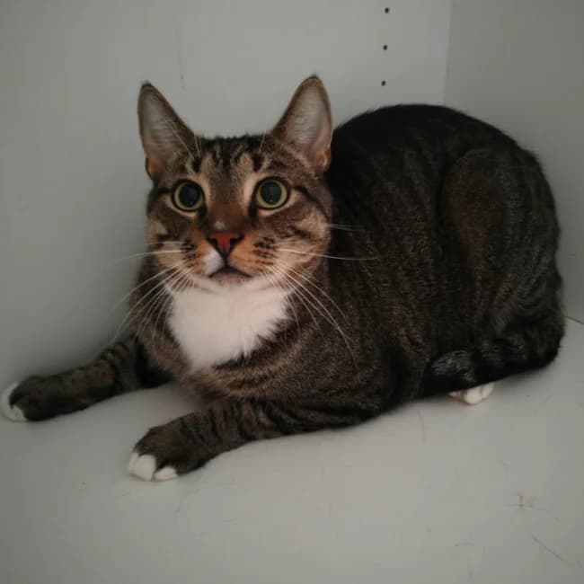 Leo, male 4yo Mixed Breed for adoption at Forening Ni-Liv, Sjælland