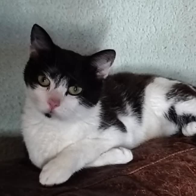 Mamma Mia, female Mixed Breed for adoption at Forening Ni-Liv, Sjælland