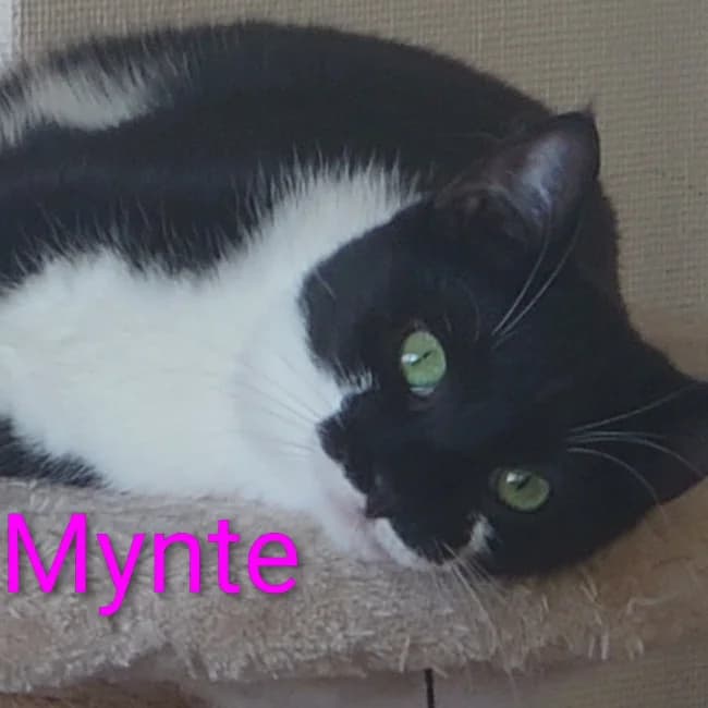 Mynte, female young Mixed Breed for adoption at Forening Ni-Liv, Sjælland