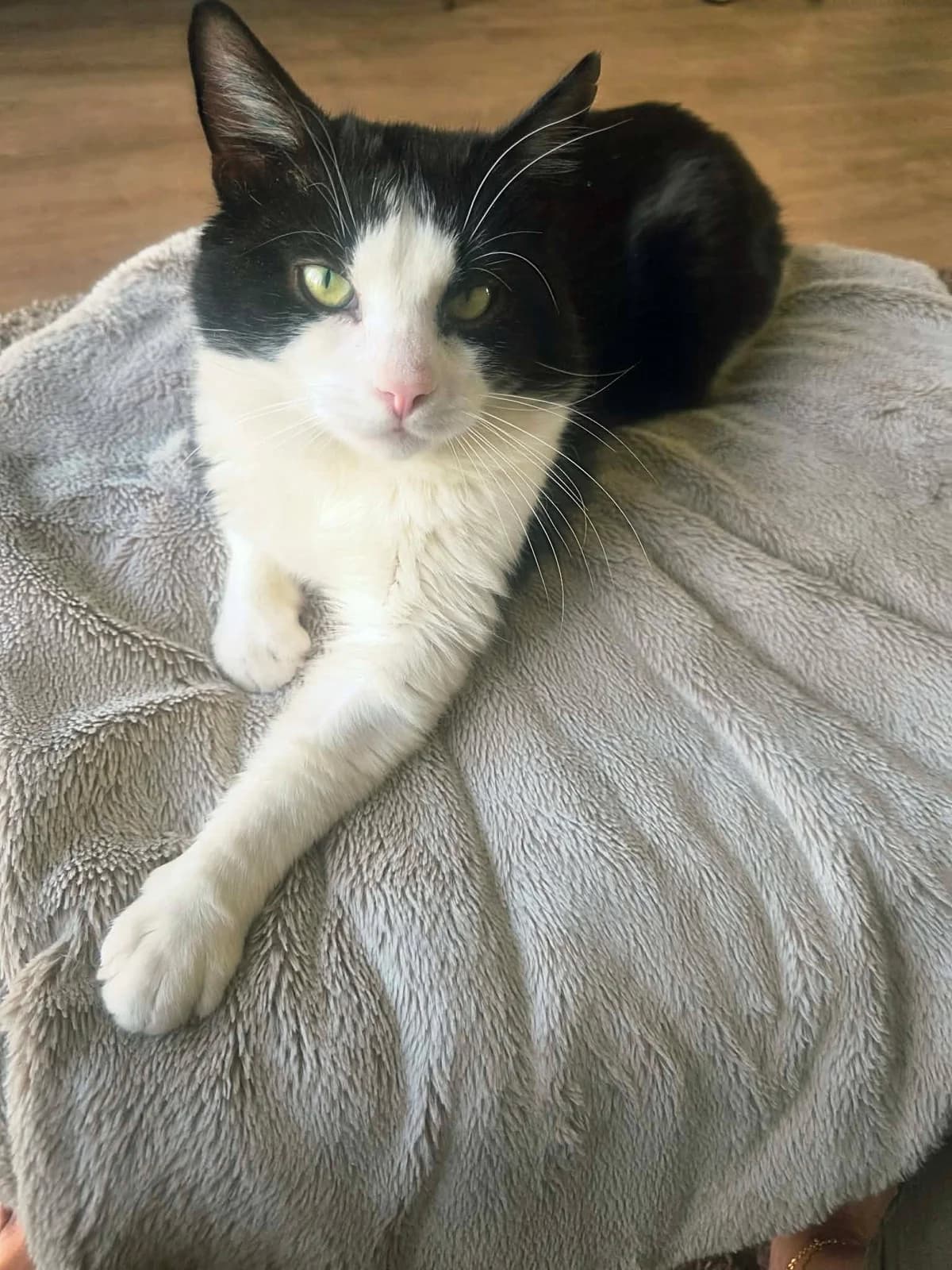 Daiquiri, male 3yo Mixed Breed for adoption at Forening Ni-Liv, Sjælland