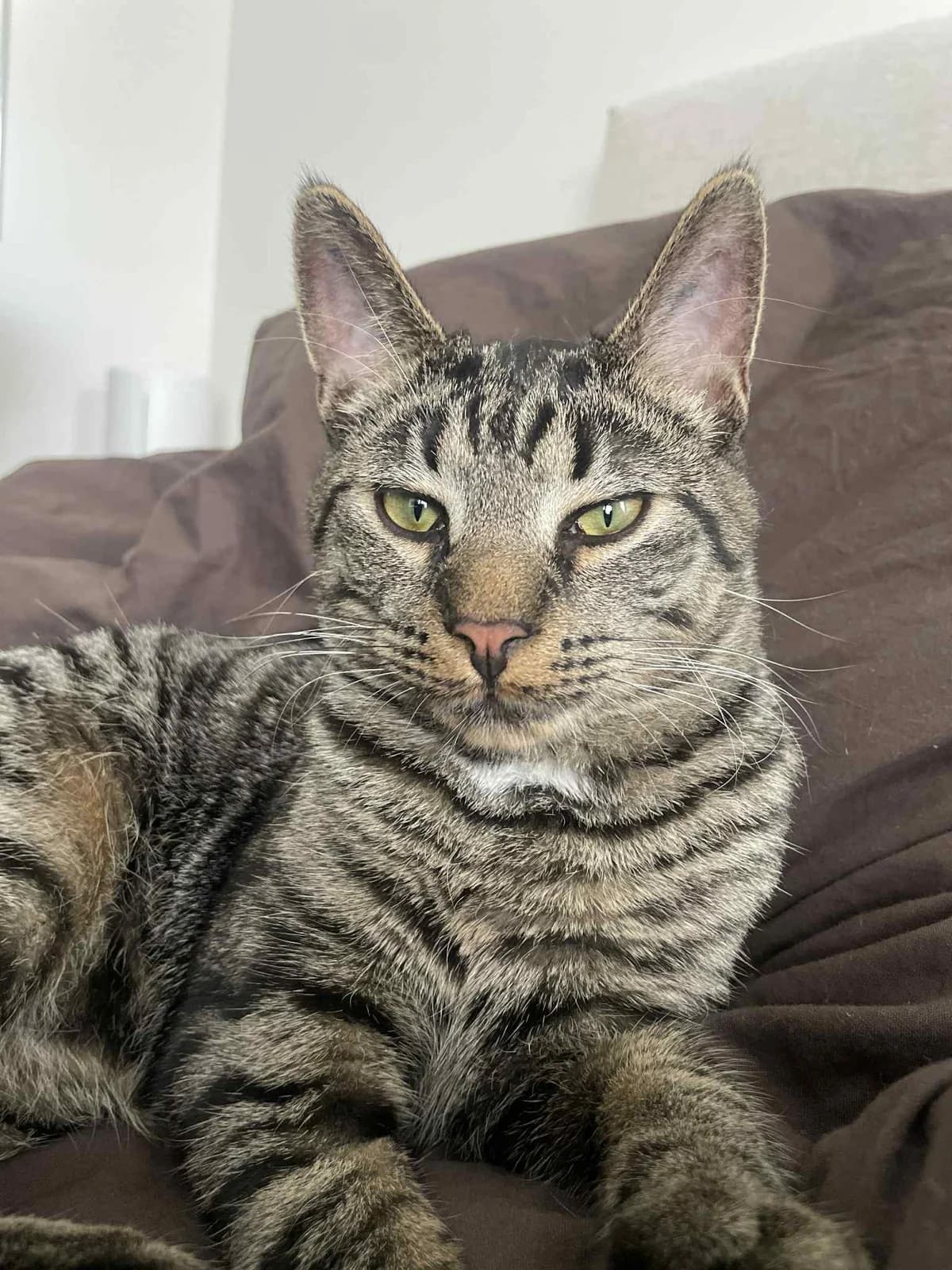Bongo, male mixed breed for adoption at Nordsjællands Kattehjælp