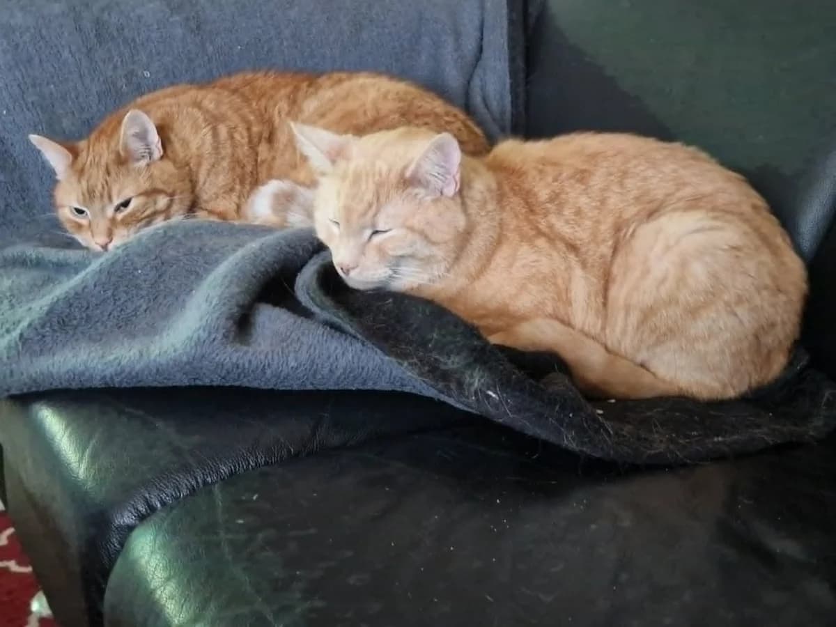 Hjalmer og Erik, male mixed breed for adoption at Nordsjællands Kattehjælp