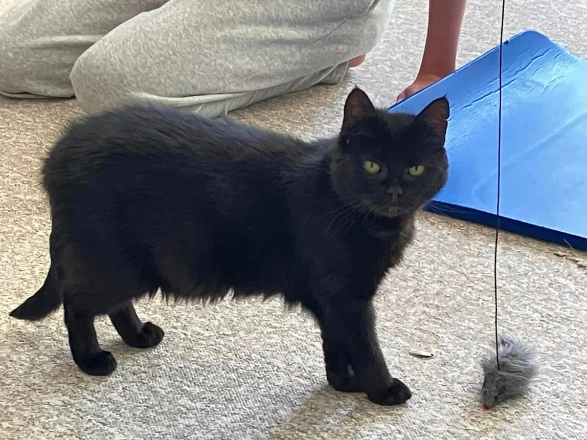 Smilla (), female 7yo mixed breed for adoption at Nordsjællands Kattehjælp