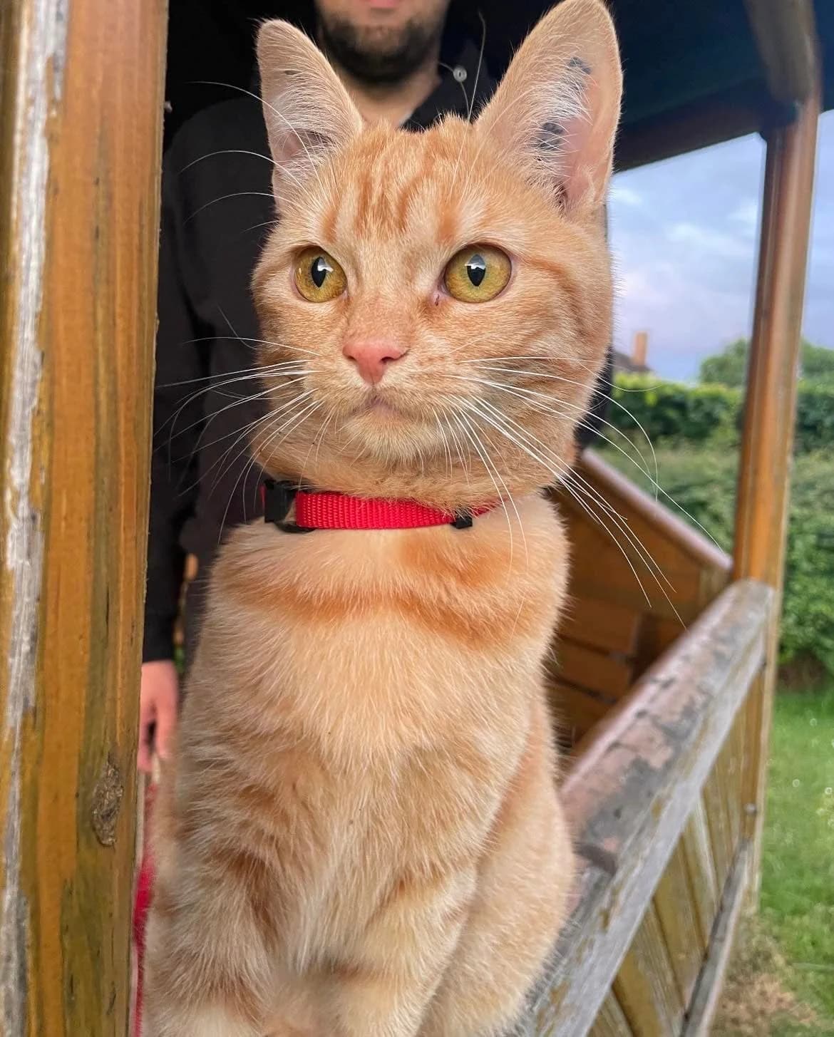 Misser, rød female young mixed breed for adoption at Nordsjællands Kattehjælp