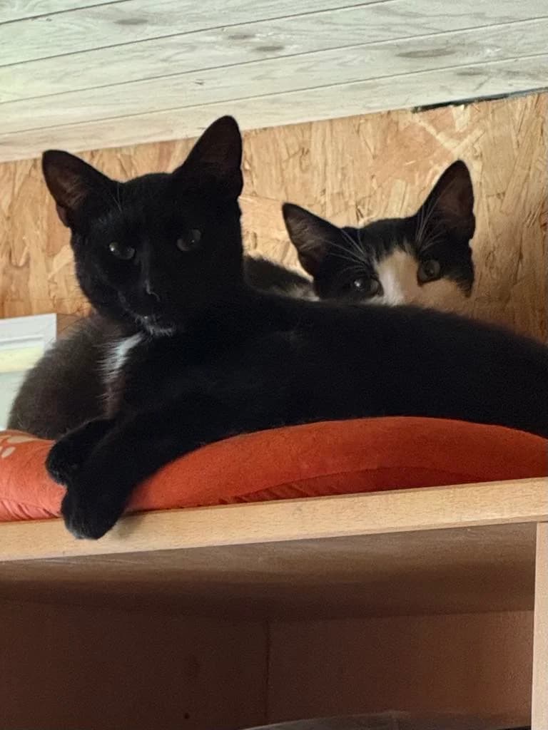 Oskar og Oliver, sort male mixed breed for adoption at Nordsjællands Kattehjælp