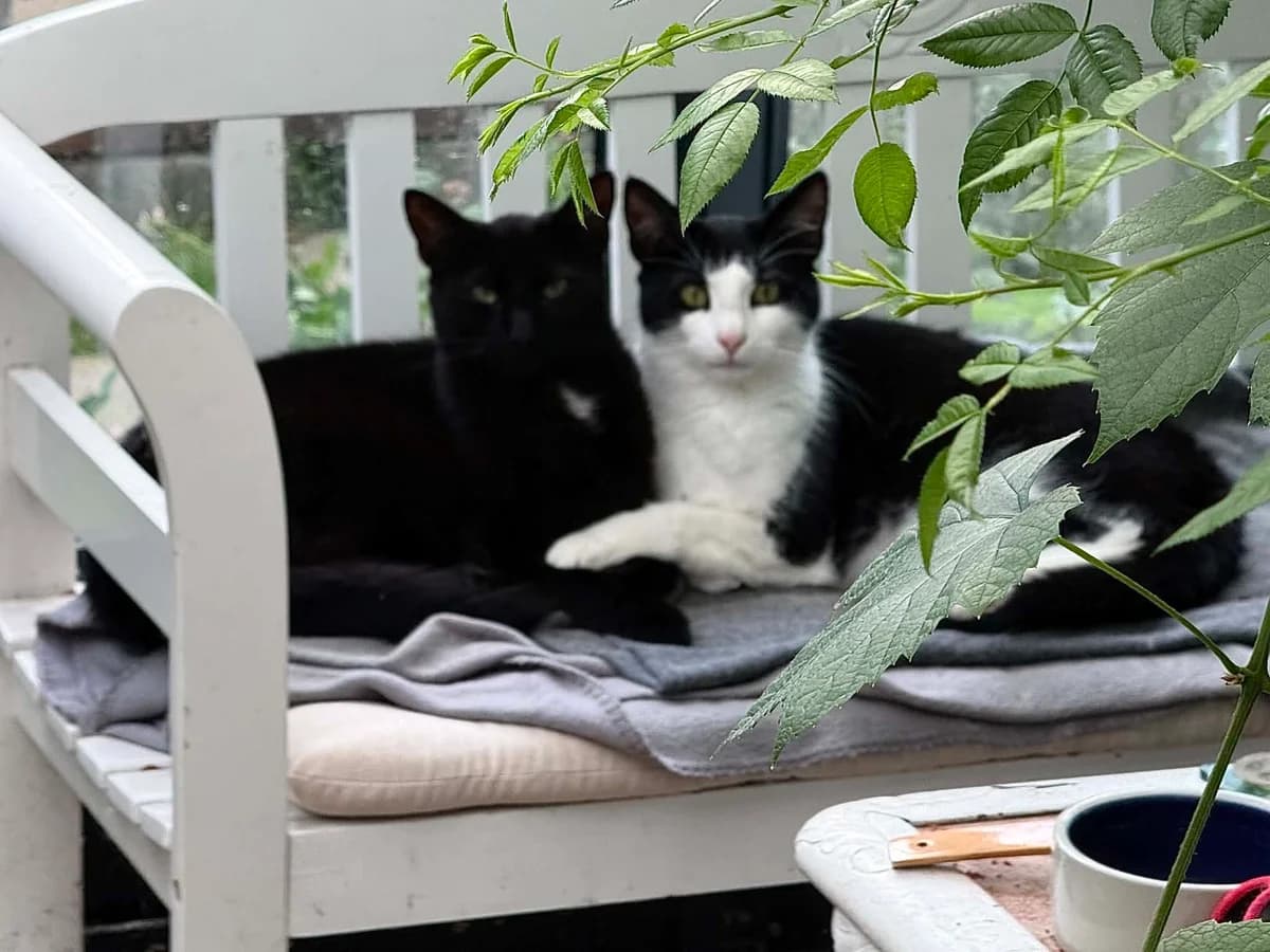 Oskar og Oliver, sort male mixed breed for adoption at Nordsjællands Kattehjælp