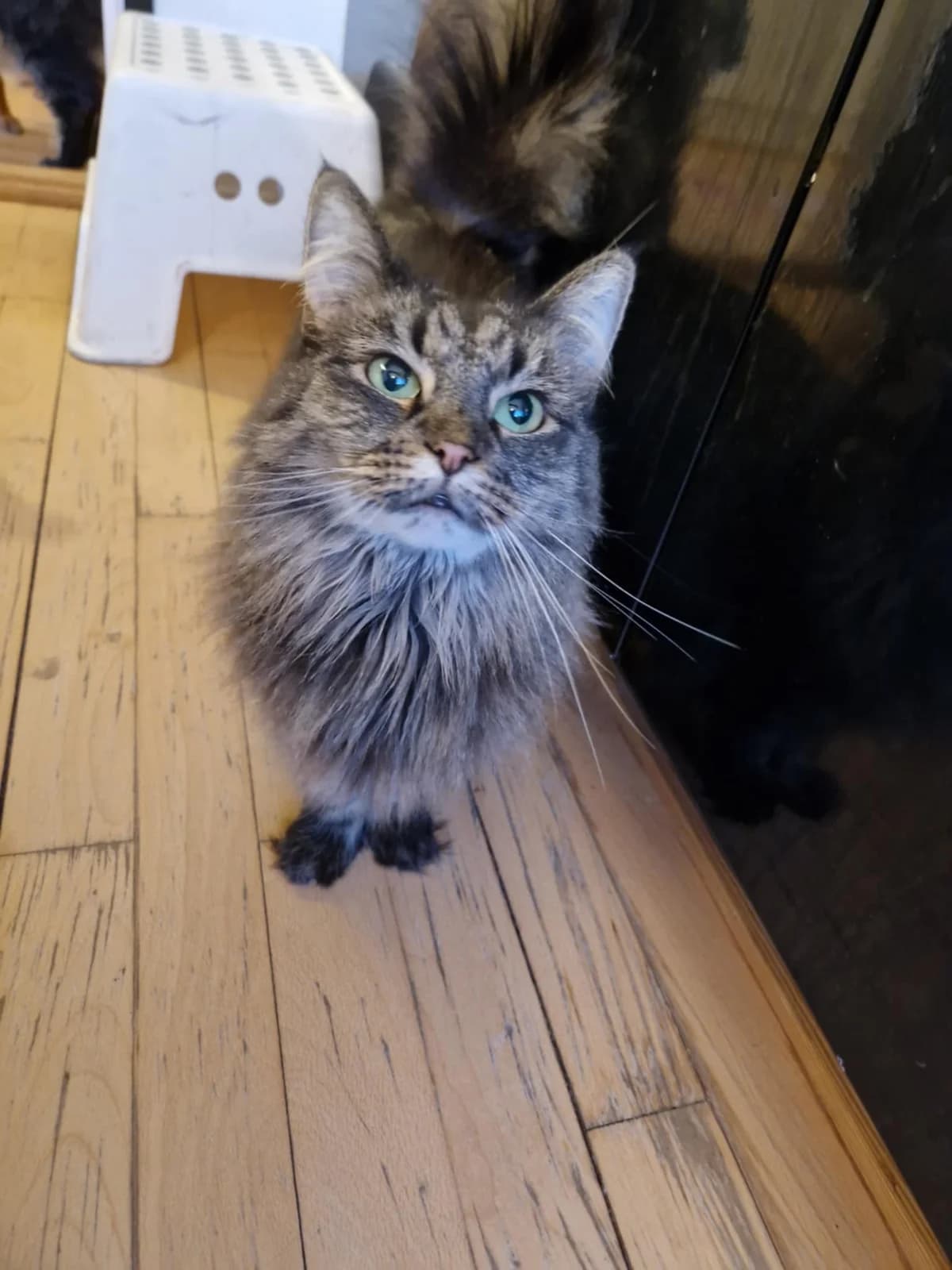 Wilma, female senior mixed breed for adoption at Nordsjællands Kattehjælp