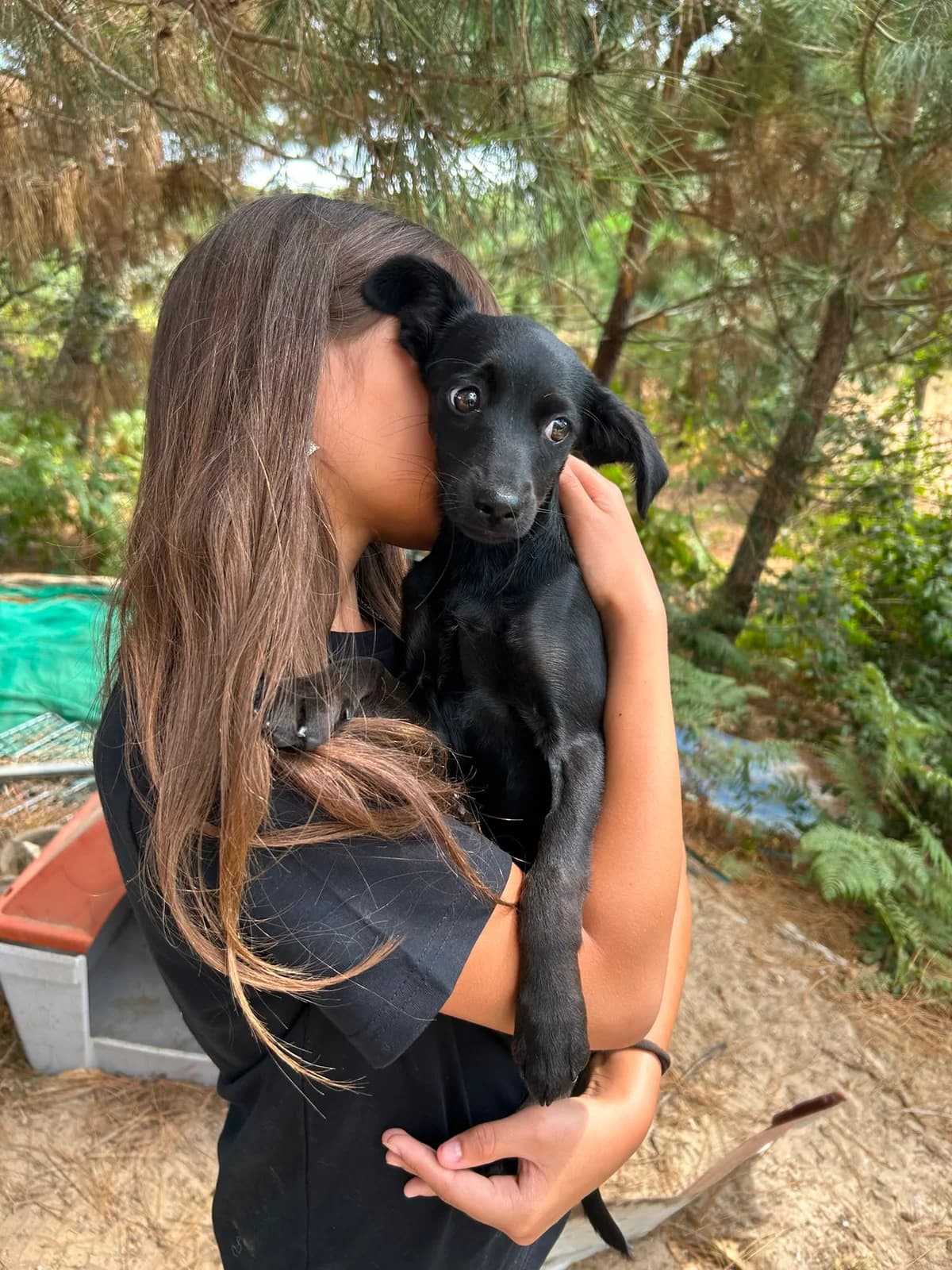 Bella (befinder sig i DK), female Mixed Breed for adoption at Pups4Rescue, Esbjerg