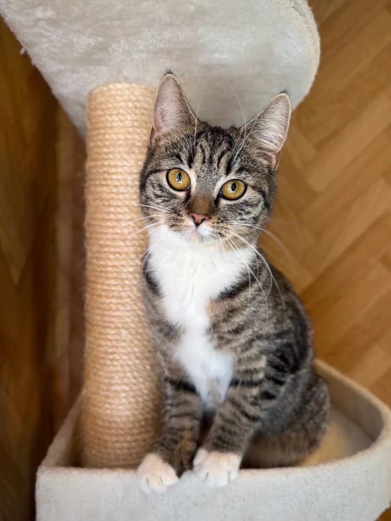 Alexandra, young Mixed Breed for adoption at Sønderborg og omegns Kattelaug, Sønderborg