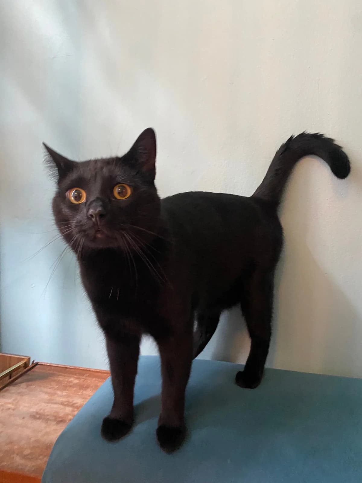 Tippe og Hong, sort 3yo Mixed Breed for adoption at Vikalikat