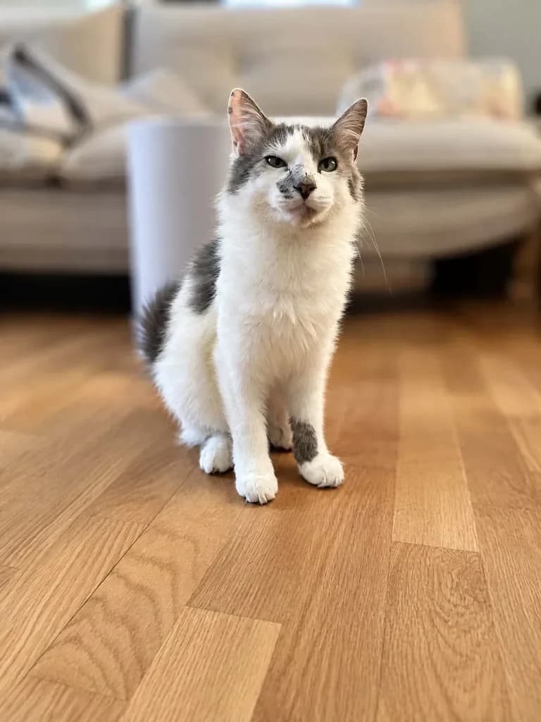 Iris - ~5-aastane kassineiu (Tallinn), female 5yo Mixed Breed for adoption at CatsHelp