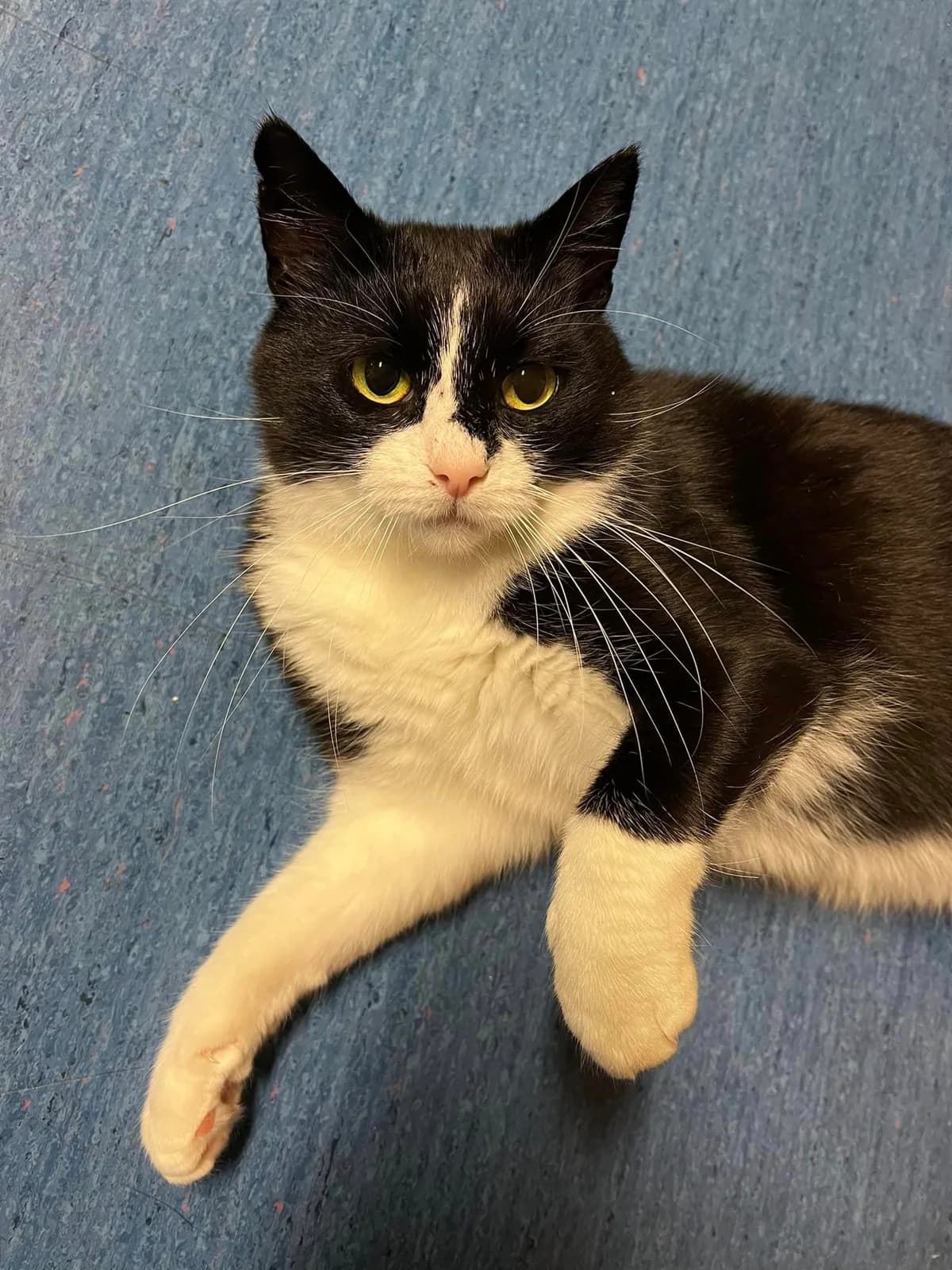 Iris - ~5-aastane kassineiu (Tallinn), female 5yo Mixed Breed for adoption at CatsHelp
