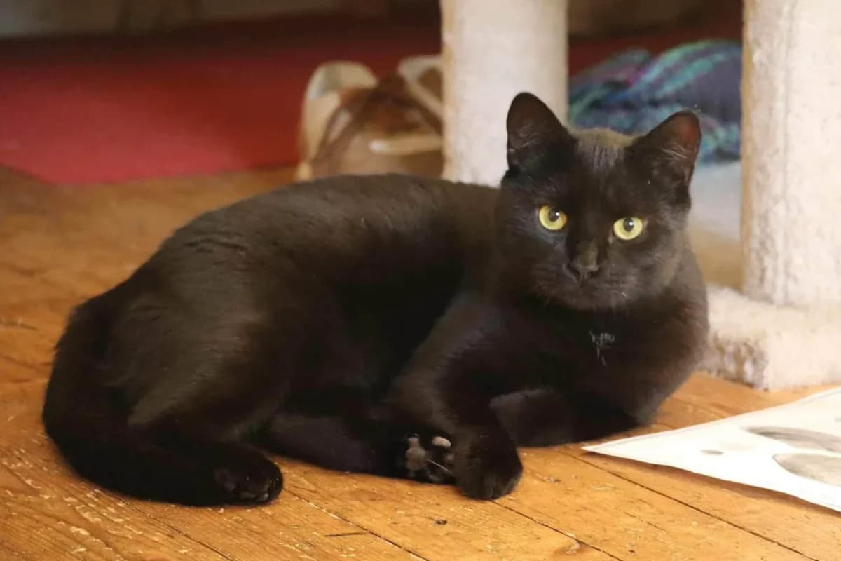 Iris - ~5-aastane kassineiu (Tallinn), female 5yo Mixed Breed for adoption at CatsHelp
