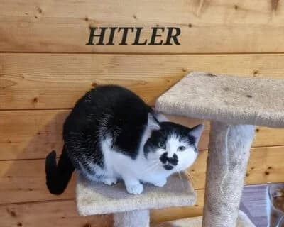 Hitler, female Mixed Breed for adoption at Eestimaa Loomakaitse Liit