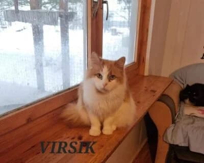 Virsik, female Mixed Breed for adoption at Eestimaa Loomakaitse Liit