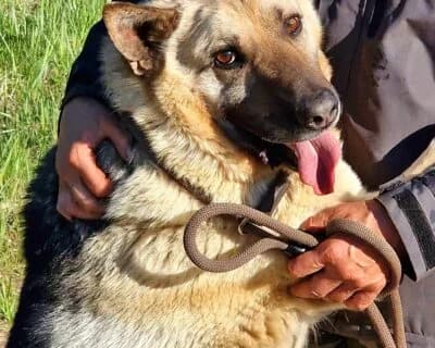Bobik, male senior Mixed Breed for adoption at Eestimaa Loomakaitse Liit