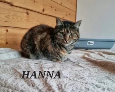 Hanna, female Mixed Breed for adoption at Eestimaa Loomakaitse Liit