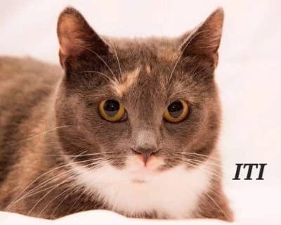 Iti, female Mixed Breed for adoption at Eestimaa Loomakaitse Liit