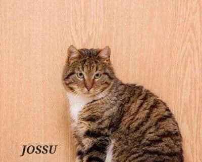 Jossu, male Mixed Breed for adoption at Eestimaa Loomakaitse Liit